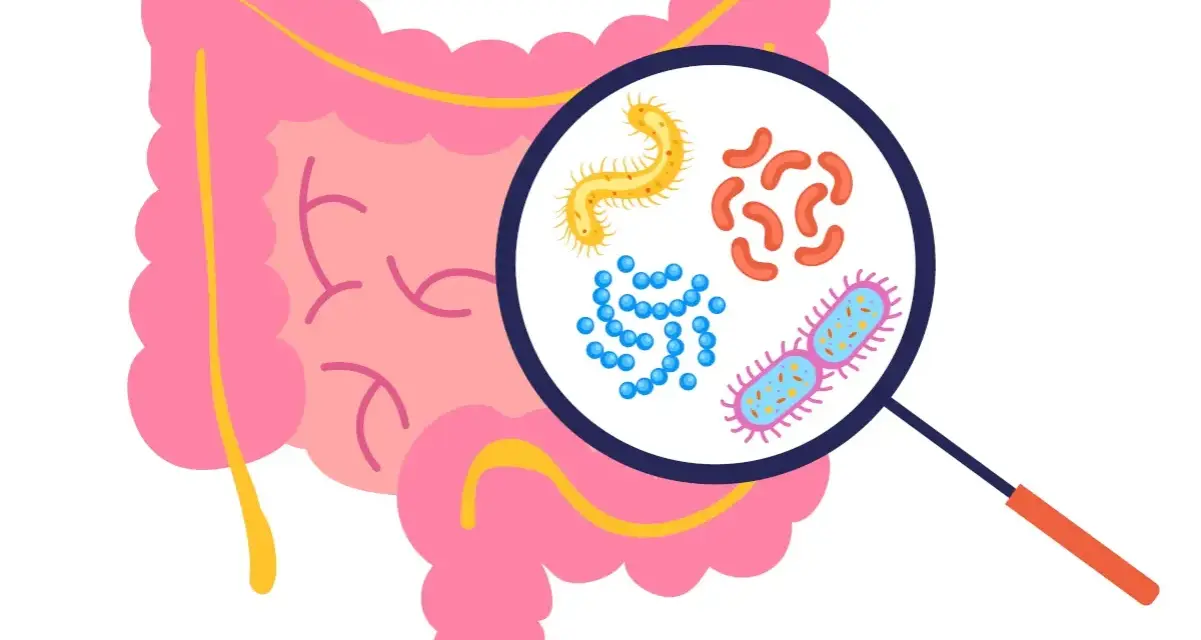 Mikroskop ukazuje bakterie w jelicie, w tym potencjalnie groźne Clostridium difficile, które mogą prowadzić do śmierci.