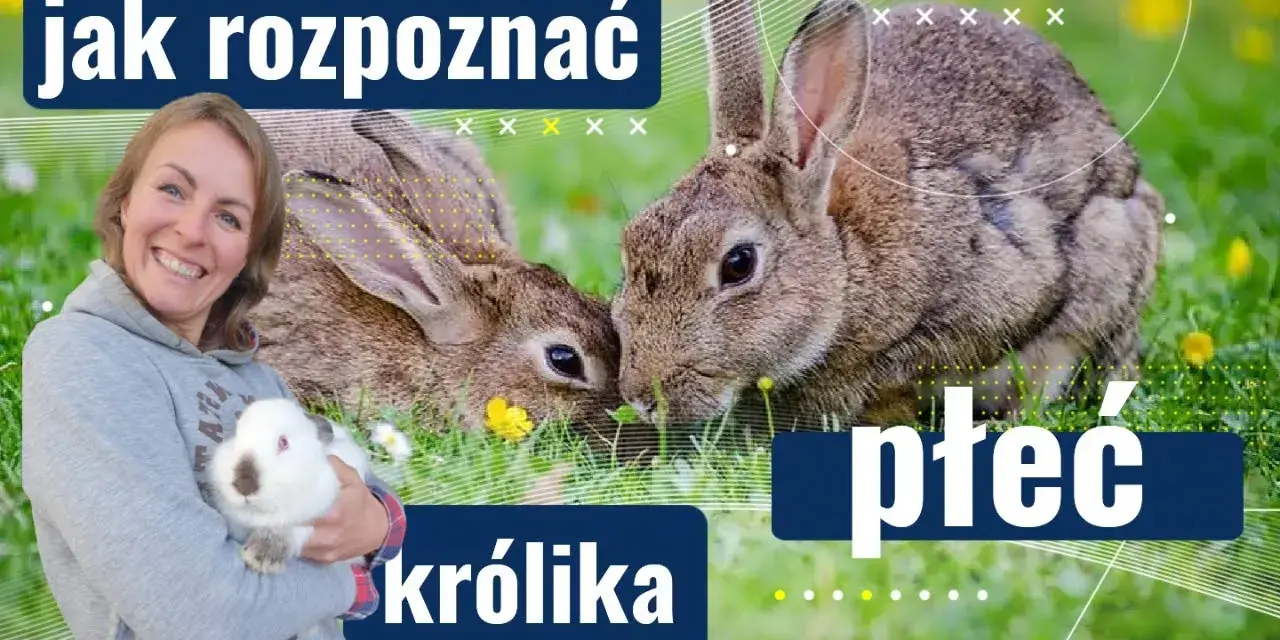 Kiedy samiec królika jest gotowy do rozpłodu? Sprawdź, co musisz wiedzieć