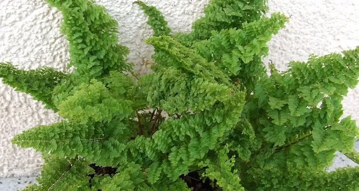 Gęsta kępa paproci domowych o delikatnych, zielonych liściach, tworząca bujną ozdobę.