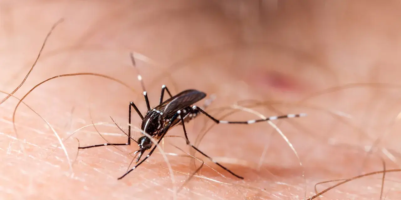 Un mosquito, uno de los molestos insectos de verano en casa, se posa sobre la piel, listo para picar.