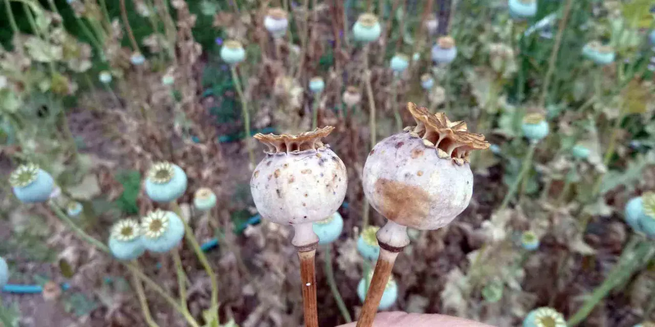 Due capsule di papavero comune, con uno sfondo sfocato di altre capsule e steli secchi.
