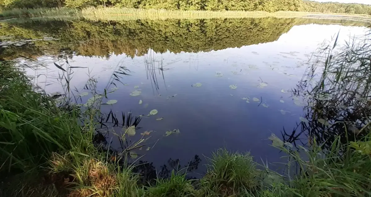 Spokojne jezioro Kopalińskie otoczone lasem, z odbijającymi się w wodzie drzewami i liliami wodnymi.