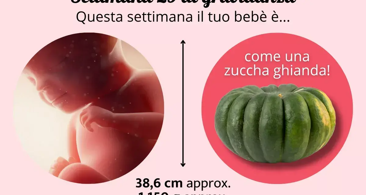 Bebè di 29 settimane di gravidanza, grande come una zucca ghianda. Misura circa 38,6 cm e pesa 1.150 g.