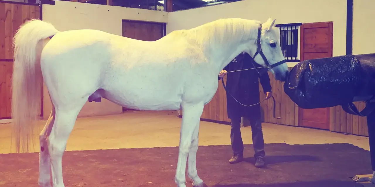 Un étalon blanc est préparé pour la collecte de sperme de cheval dans une écurie.