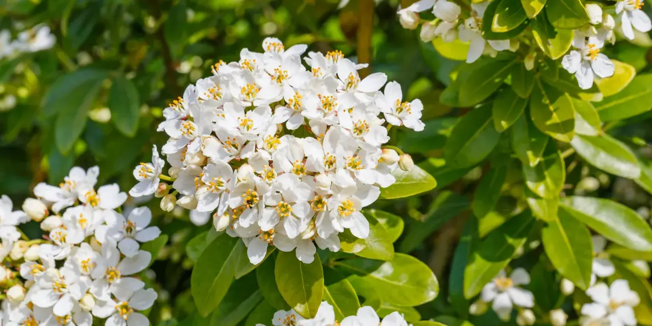 Gros plan sur des grappes de fleurs blanches parfumées de l'oranger du Mexique, mises en valeur par le feuillage vert luxuriant.