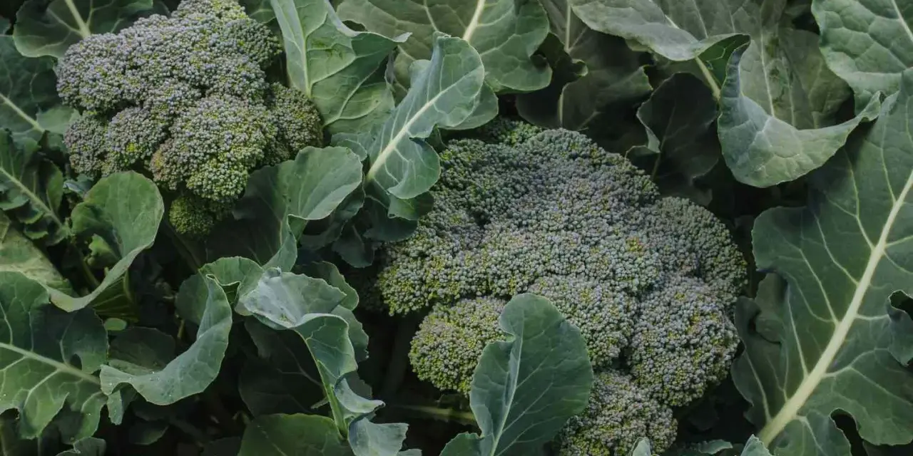 Close-up of fresh broccoli heads surrounded by large green leaves. Did you know broccoli is packed with vitamins?