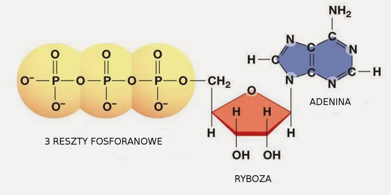 ATP w biologii – klucz do zrozumienia energii w komórkach