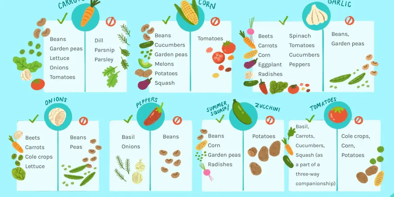 Companion planting guide showing what vegetables grow well together, like carrots with beans and tomatoes with basil.
