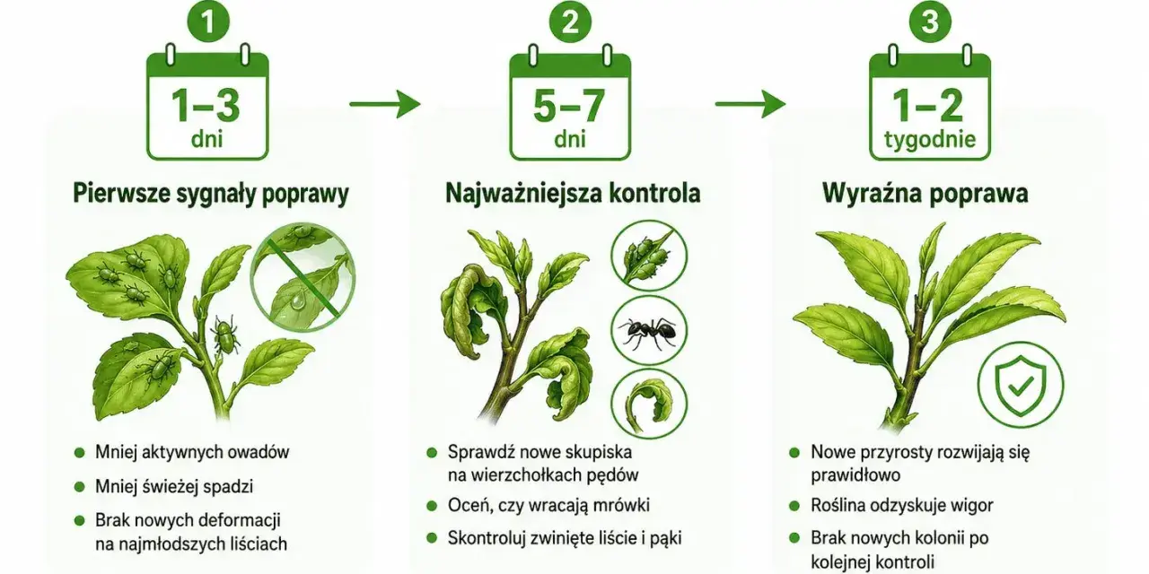 Grafika pokazuje, jak najskuteczniejszy preparat na mszyce działa w czasie: pierwsze sygnały poprawy po 1-3 dniach, kontrola po 5-7 dniach, a wyraźna poprawa po 1-2 tygodniach.
