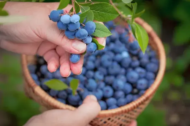 Kiedy jest sezon na jagody? Odkryj najlepszy czas na zbiór i smak