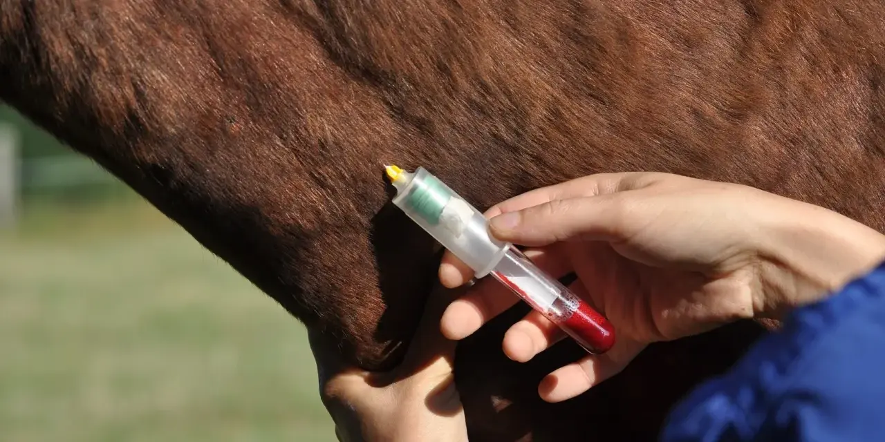 Prélèvement sanguin sur un cheval, potentiellement pour une liste produits dopants chevaux.