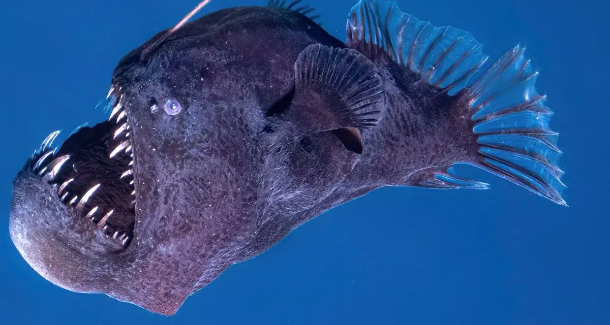Un pez abisal oscuro con una boca llena de dientes afilados y un señuelo bioluminiscente sobre su cabeza, nadando en aguas profundas.