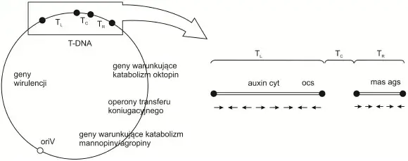 Co to jest wektor w biologii i jak zmienia inżynierię genetyczną