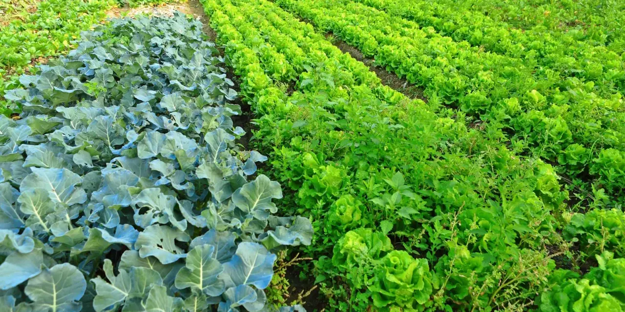 Un rigoglioso terreno incolto con file di cavoli blu e lattuga verde brillante.