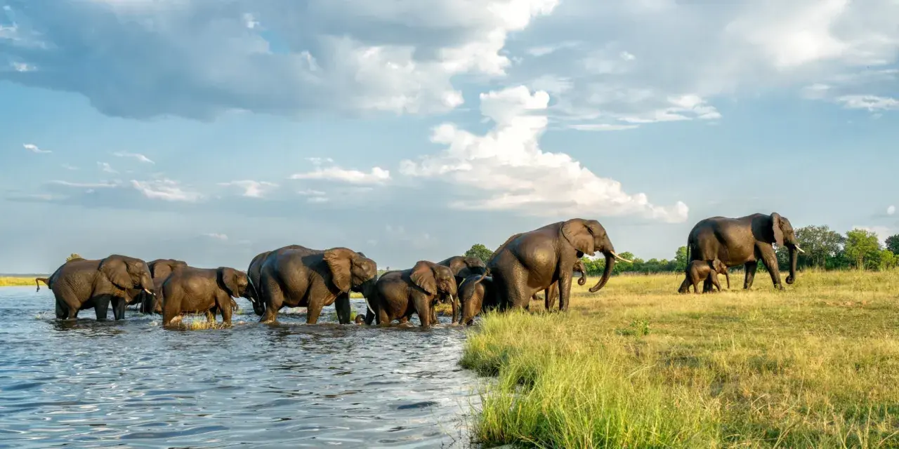 Stado słoni przeprawia się przez rzekę, tworząc niezapomniany widok podczas botswana wycieczki.