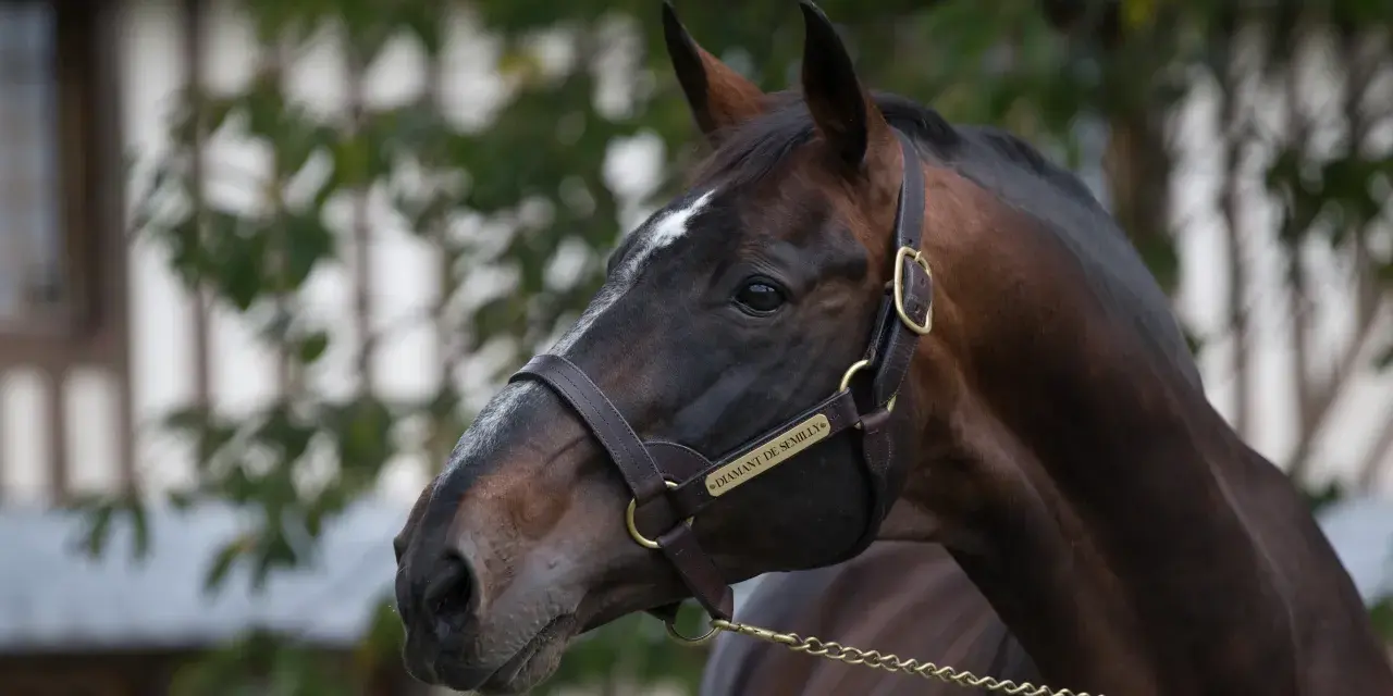 Profil du cheval Diamant de Semilly, un étalon brun avec une étoile blanche sur le front, portant une bride en cuir.