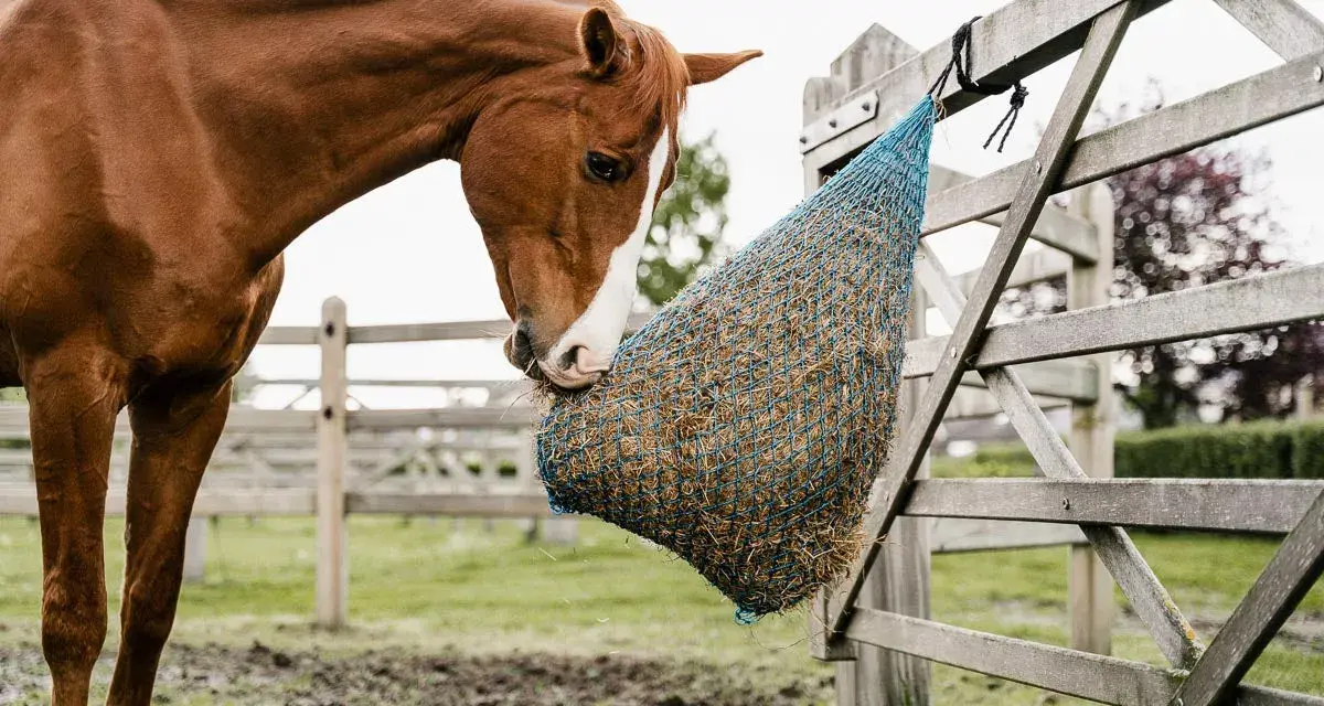 Cheval brun mangeant dans un filet à foin. Attention aux symptômes de fourbure cheval, une alimentation lente est préférable.