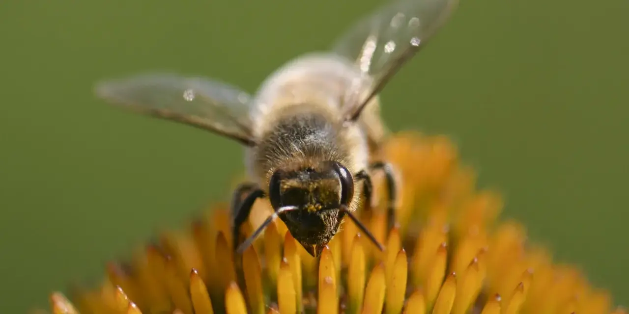 Eine Biene sammelt Nektar auf einer Blüte. Dieser Nektar wird zu honig gesund, einem wertvollen Naturprodukt.