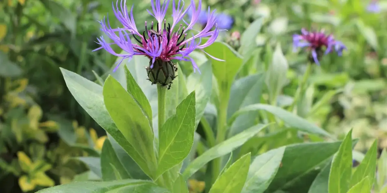 Eine lila berg flockenblume entfaltet ihre zarten Blütenblätter inmitten grüner Blätter.