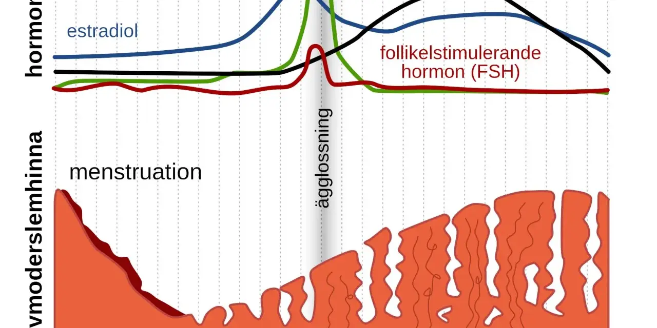 Graf visar hormonella förändringar under menscykeln. Kan illustrera kortare menscykel med åldern.