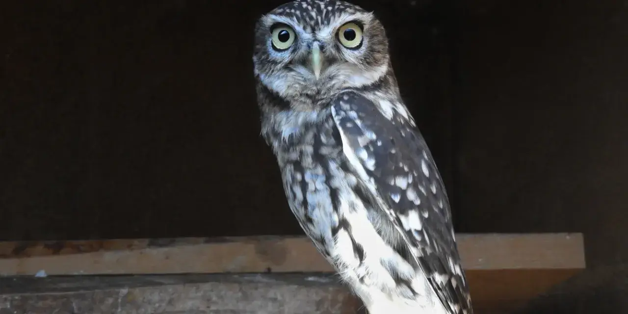 Un mochuelo europeo, con sus grandes ojos amarillos, posa en una viga de madera.