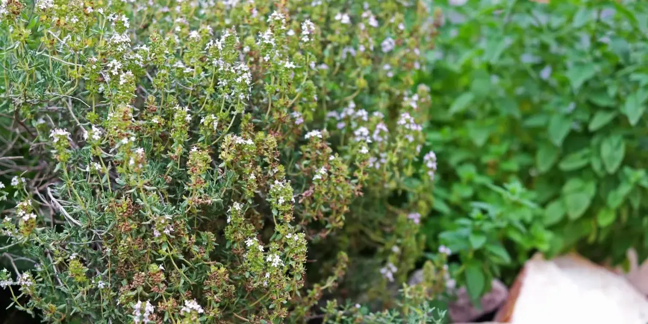 Ein dichter Thymianbusch mit vielen kleinen weißen Blüten. Perfekt, um Thymian zu vermehren und den Garten zu verschönern.
