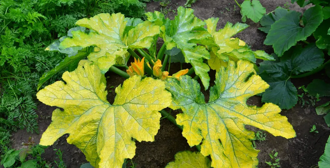 Foglie di zucchine ingiallite e macchiate, sintomo di peronospora. Fiori gialli spuntano tra le foglie malate.