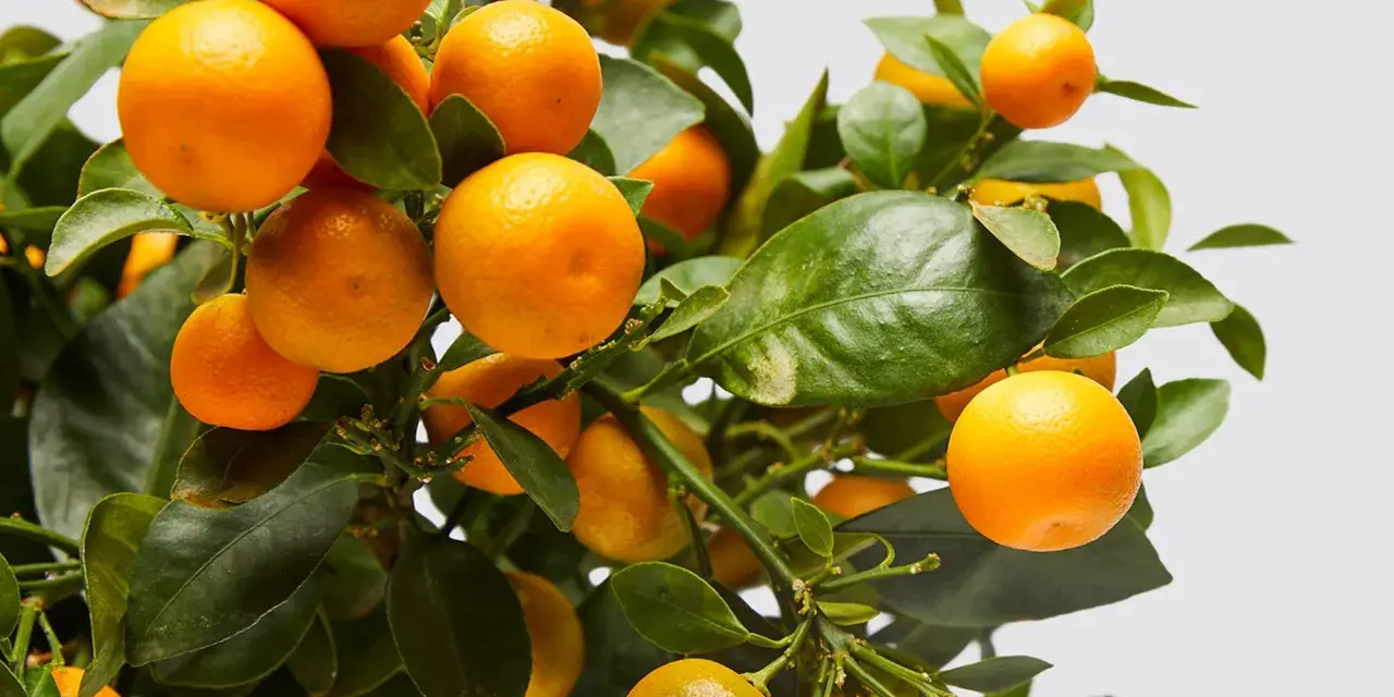 Naranjos cargados de frutos, listos para ser protegidos con insecticida para naranjos.