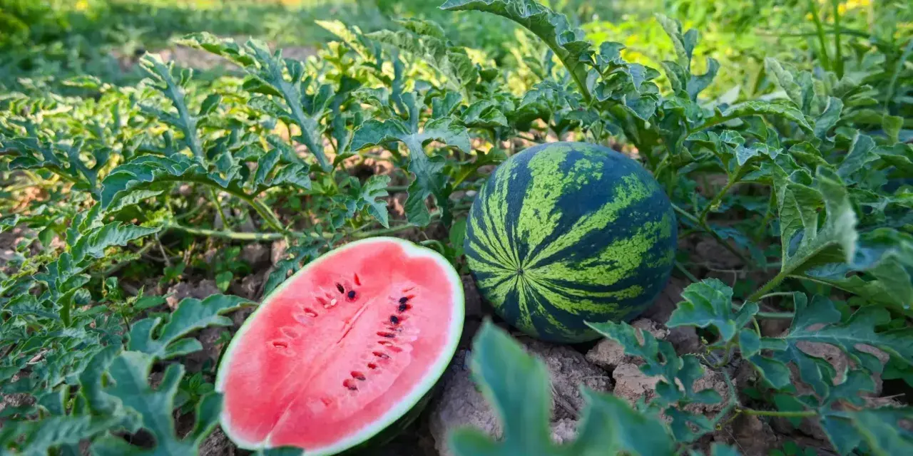 Dojrzała sadzonka arbuza z przekrojoną połówką i całą kulą wśród zielonych liści.