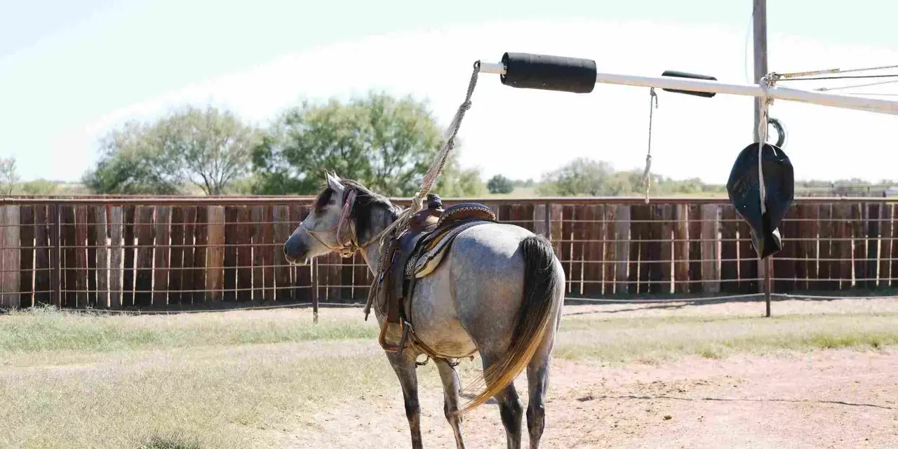 Cheval gris sellé, prêt à être attaché à un marcheur pour chevaux. L'équipement est visible, suggérant comment fabriquer un marcheur pour chevaux.