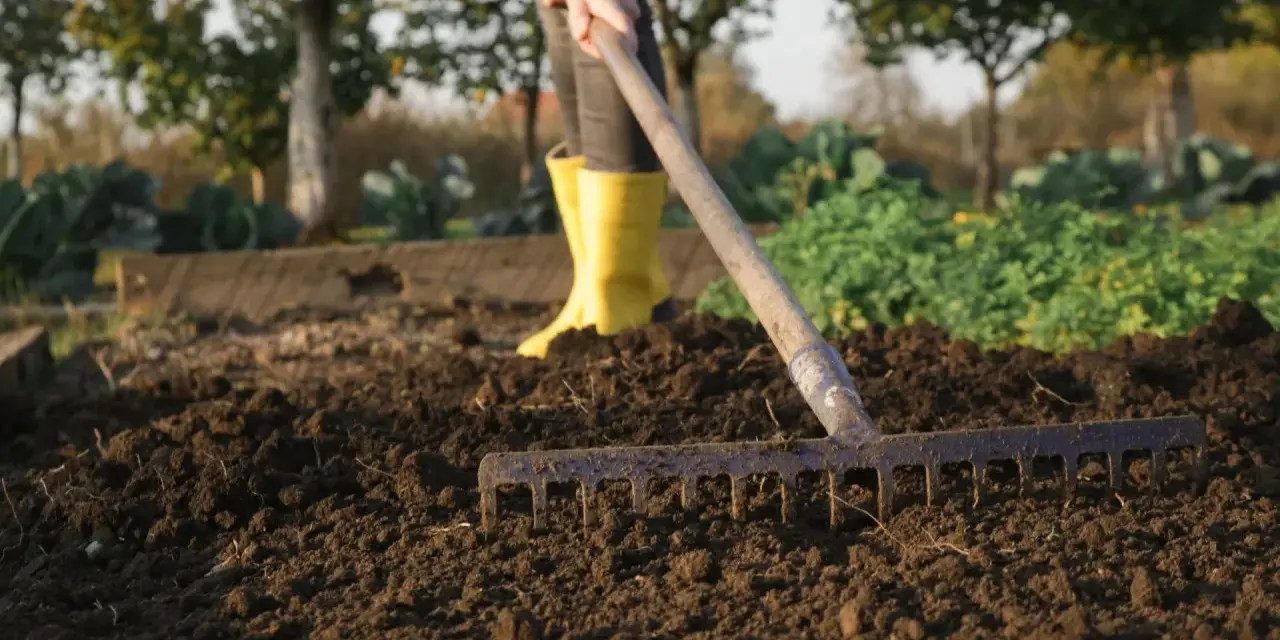 Osoba w żółtych kaloszach grabi ziemię pod warzywa. W tle widać drzewa i inne uprawy.