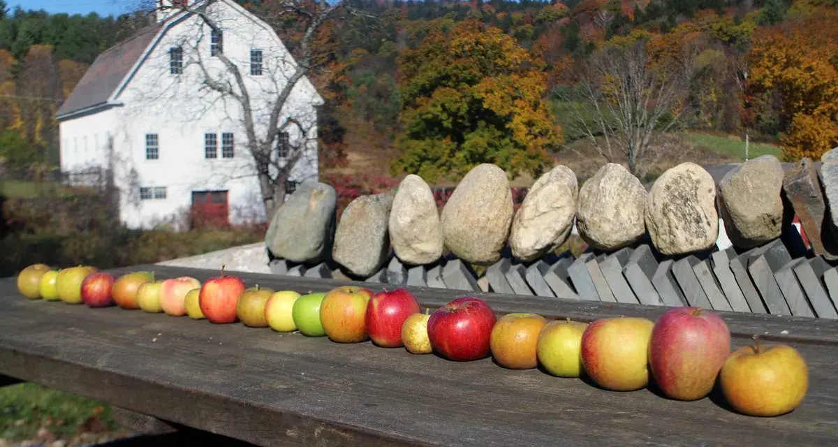 A row of sweet apple types, from yellow to red, displayed on a wooden table in front of a white barn and autumn foliage.