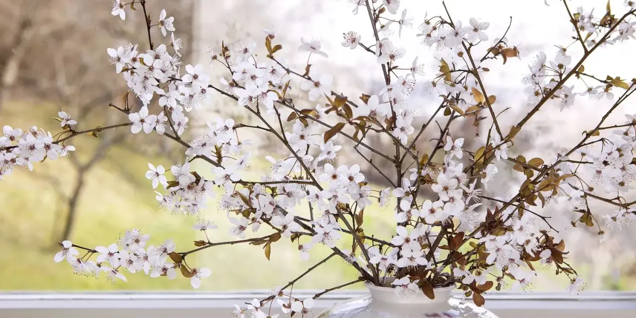 Zarte Barbarazweige mit weißen Blüten in einer Vase vor einem Fenster. Sie sind ein Symbol für Hoffnung und Neuanfang im Frühling.