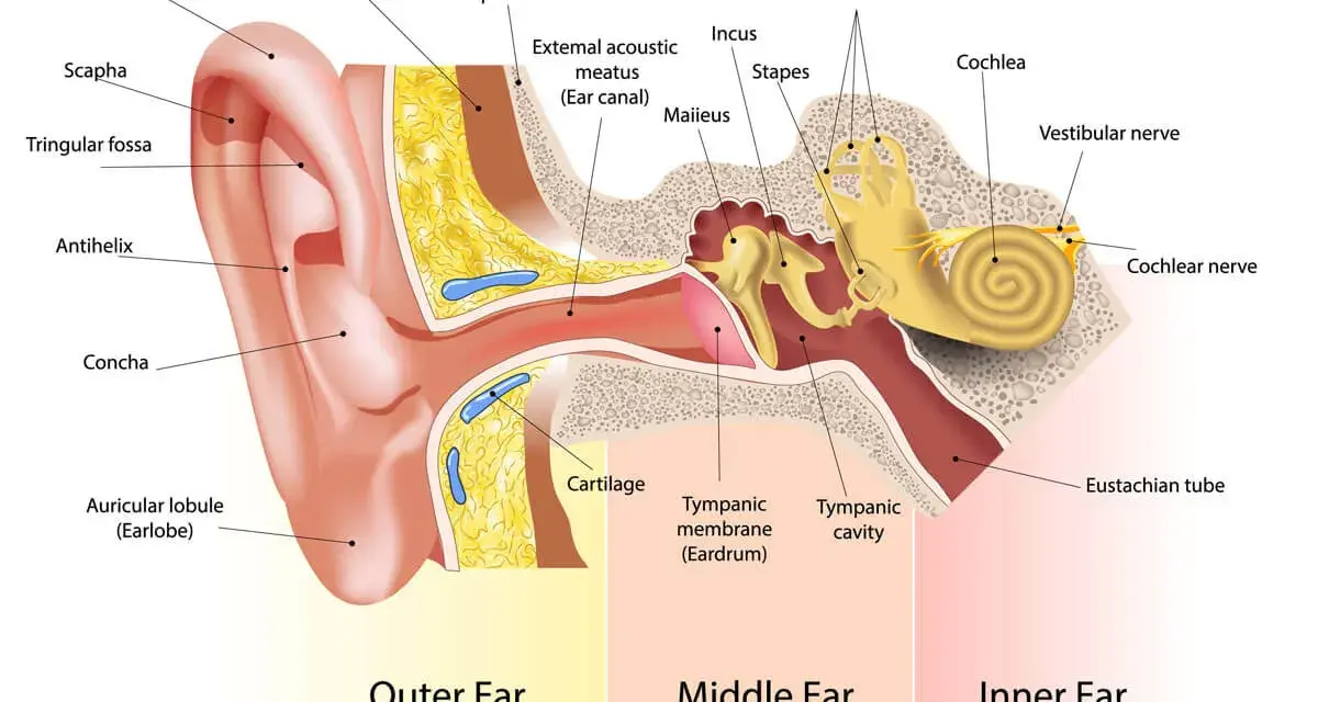 Schéma de l'oreille montrant comment fonctionne une oreille : pavillon, conduit auditif, tympan, osselets, cochlée et nerfs.
