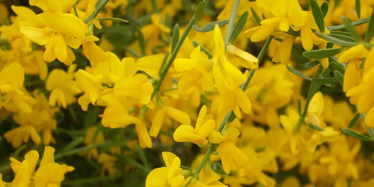 Nahaufnahme von leuchtend gelben Ginsterblüten. Die zarten Blüten bedecken fast das gesamte Bild, einige grüne Zweige sind sichtbar.