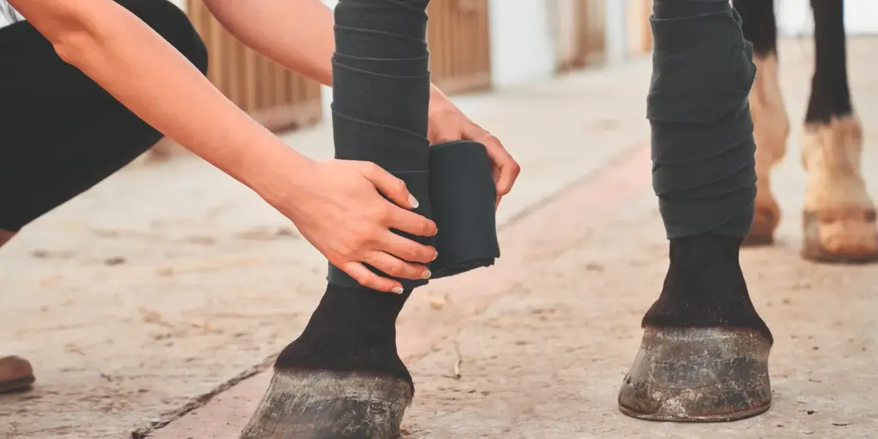 Une personne bande la jambe d'un cheval pour prévenir la tendinite.