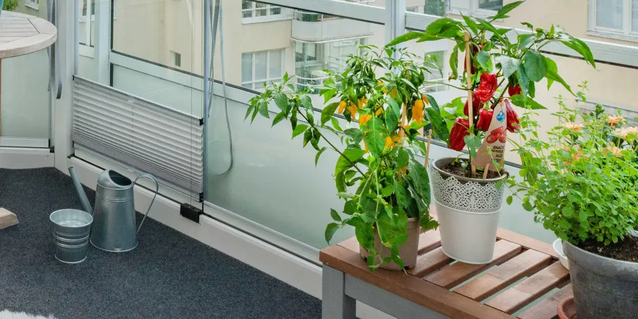 Odla på balkong: chiliplantor med röda och gula frukter, örter och en vattenkanna på en inglasad balkong.