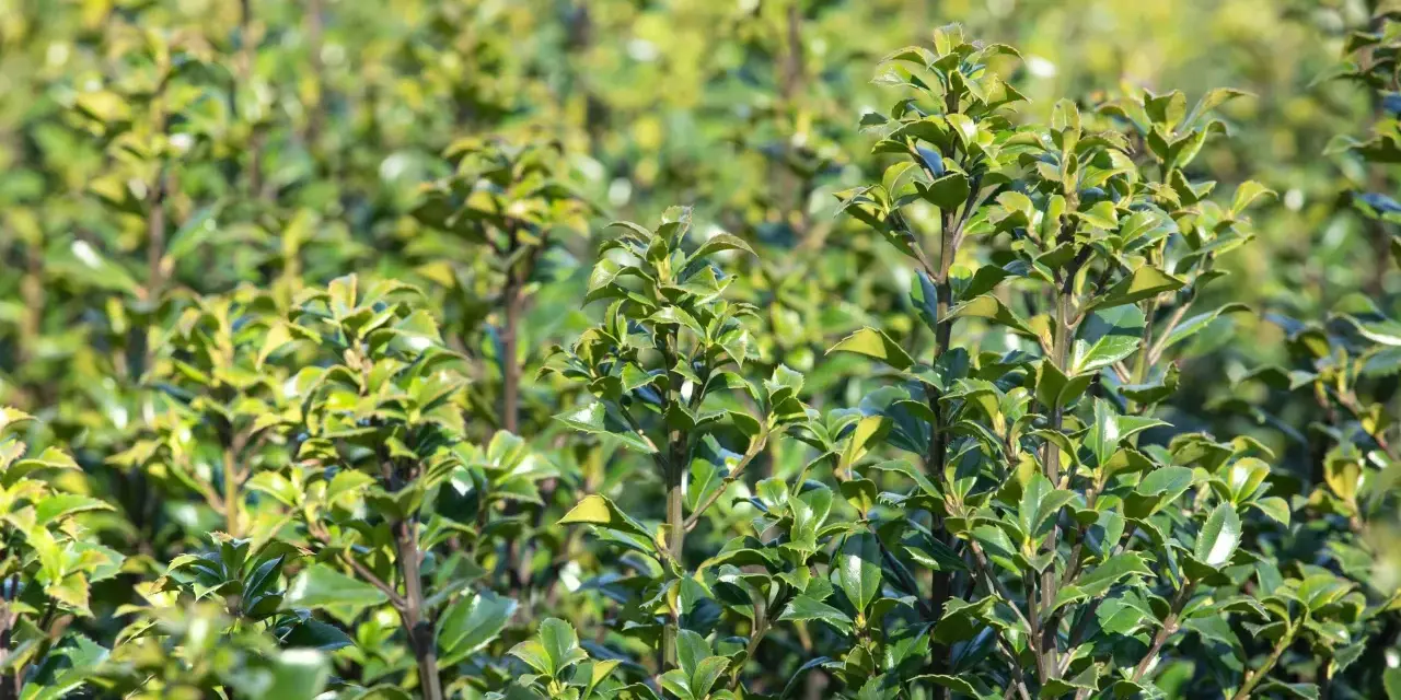 Dichte grüne Ilex-Pflanzen, bereit für den Rückschnitt. Die Blätter glänzen im Sonnenlicht.