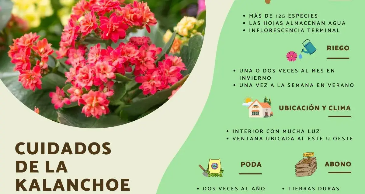 Kalanchoe florece con racimos de flores rojas vibrantes. Aprende los cuidados esenciales para mantenerla sana: riego, poda y ubicación ideal.