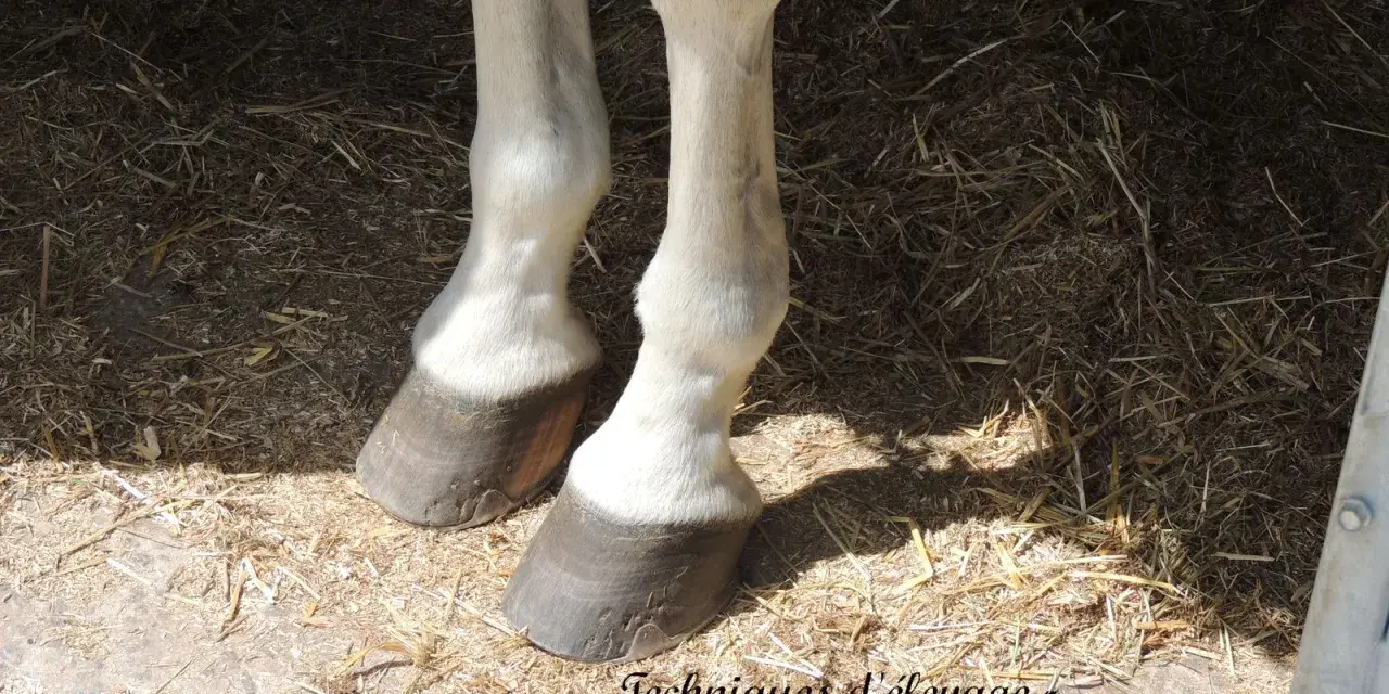 Pieds d'un cheval sur la paille, montrant les sabots. Une attention particulière est portée aux membres, potentiellement affectés par la maladie naviculaire.