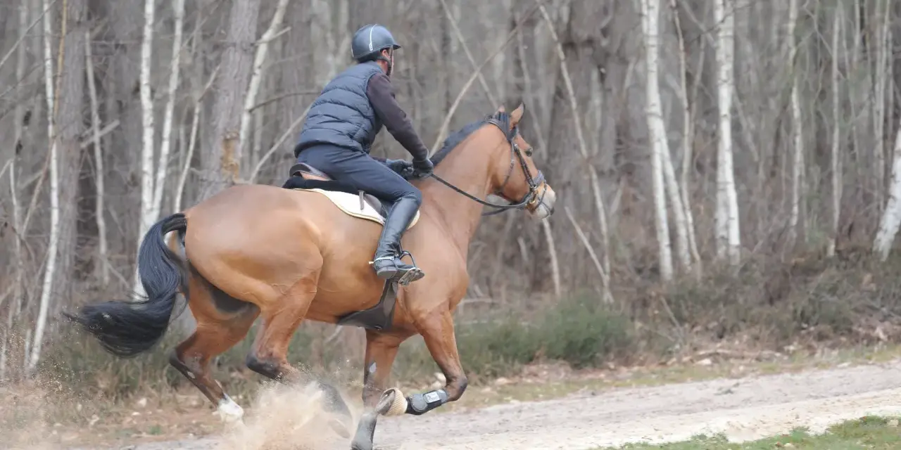 Un galopeur cheval brun, monté par un cavalier en tenue d'équitation, s'élance sur un chemin sablonneux, soulevant la poussière dans une forêt aux arbres fins.