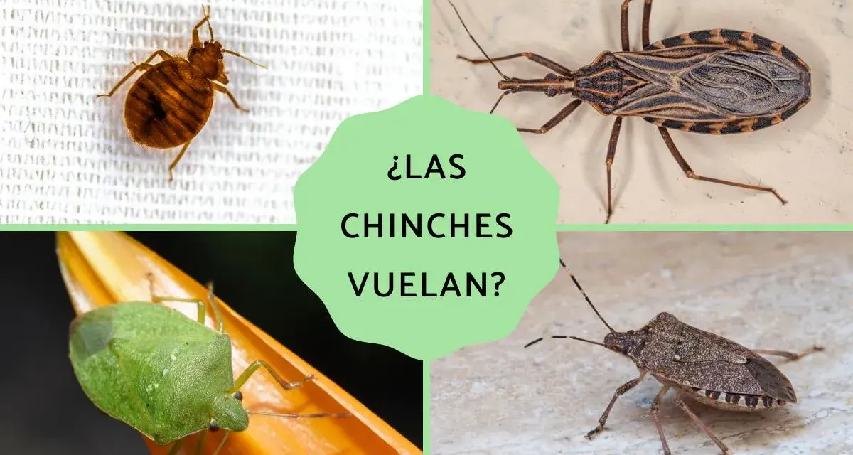 ¿Las chinches vuelan? Se muestran cuatro tipos: chinche de cama (no vuela), chinche besucona (sí vuela), chinche verde (sí vuela) y chinche asiática (sí vuela).