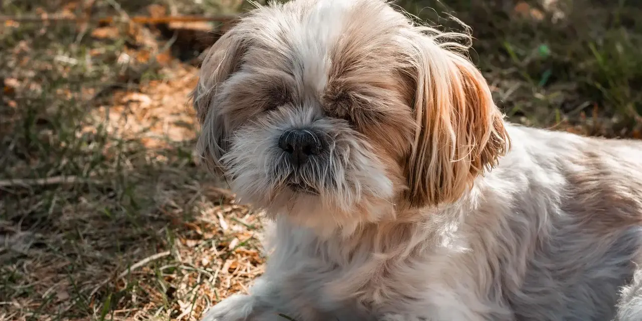 Puszysty piesek Shih Tzu odpoczywa na trawie. Może dlatego pies śpi przy głowie, bo czuje się bezpiecznie i blisko swojego opiekuna.