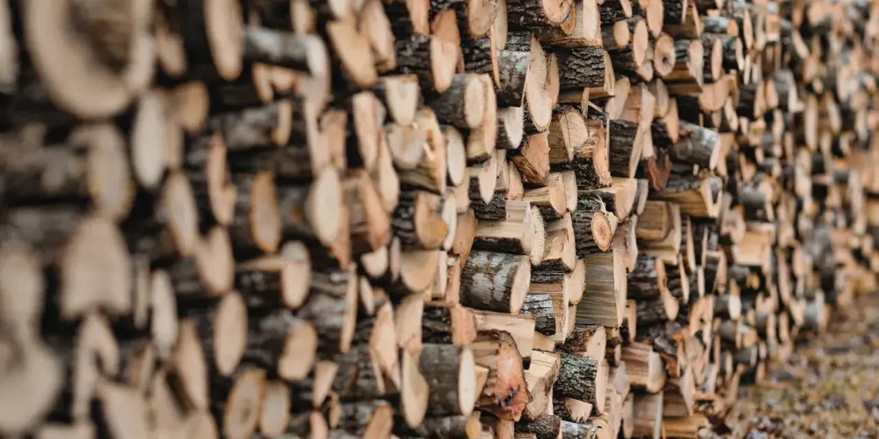 Un mur de bois de hêtre coupé, prêt pour le chauffage d'hiver. Les bûches sont empilées en rangées serrées, révélant leurs cernes et leur écorce rugueuse.