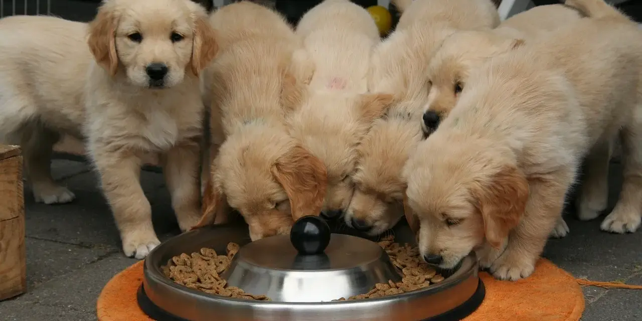 Ile karmy dla szczeniaka Golden Retrievera? Uniknij błędów!