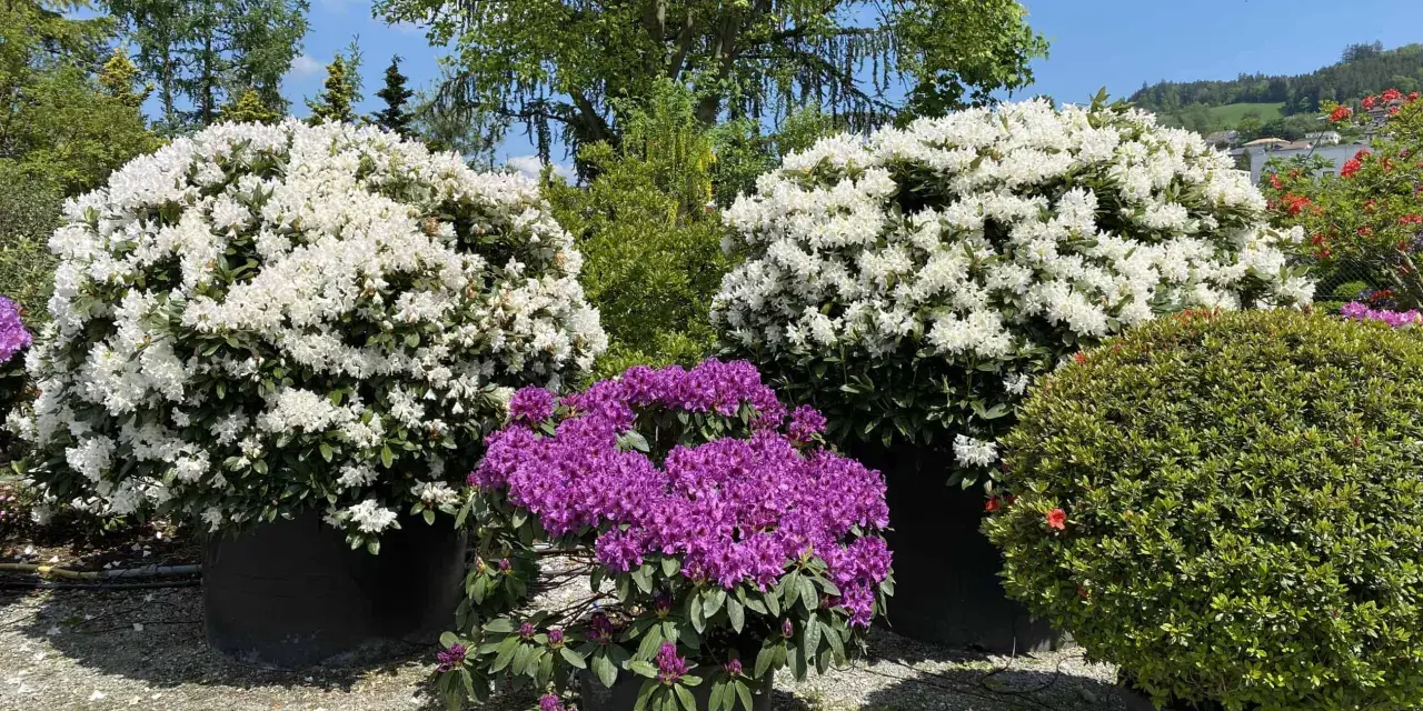 Prächtige Rhododendron-Pflanzen in Weiß und Lila blühen üppig in großen Töpfen.