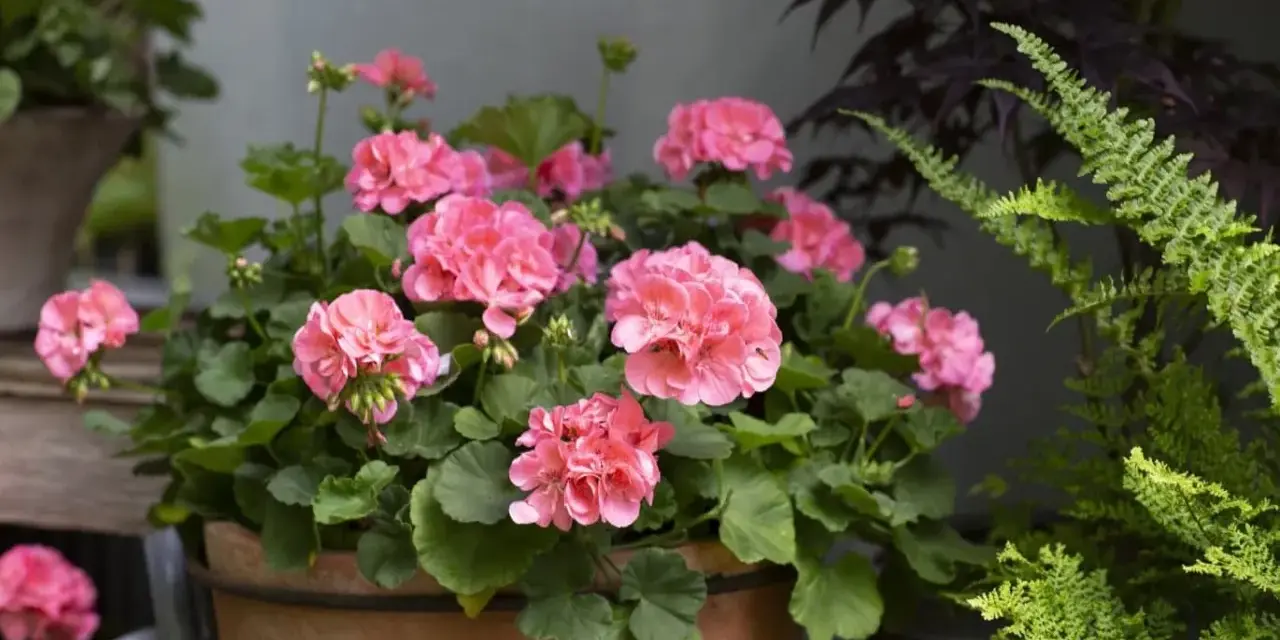 En kruka med rosa pelargoner som blommar frodigt. En perfekt plantering att toppa pelargon med.