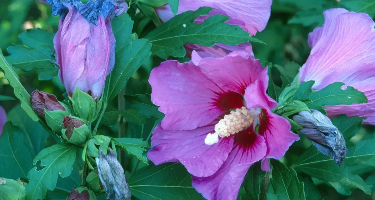 Hibiscus roses en pleine floraison, certaines fanées, prêtes pour quand tailler hibiscus.