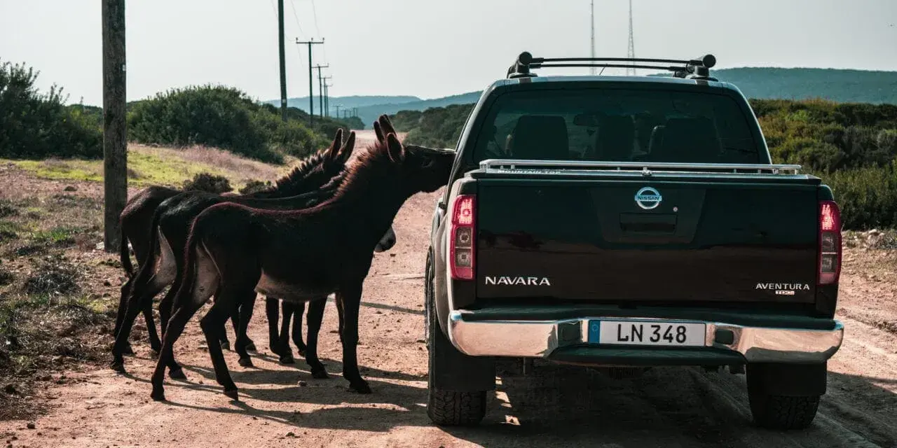 Stado osłów na drodze na Cyprze, gdzie obowiązuje ruch lewostronny. Jeden z osłów zagląda do pickupa Nissan Navara.