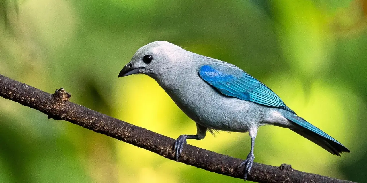 Pájaro azul y gris posado en una rama, listo para su canto de aves.